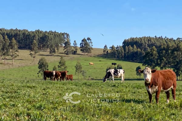 106 hectáreas. Ganadero Forestal en Lavalleja Uruguay